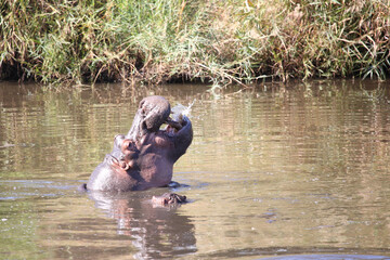 Flußpferd im Sweni River / Hippopotamus in Sweni River / Hippopotamus amphibius