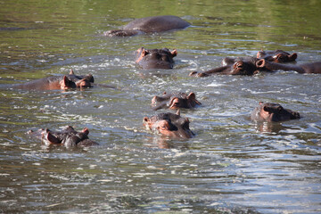 Fototapeta premium Flußpferd im Sweni River / Hippopotamus in Sweni River / Hippopotamus amphibius