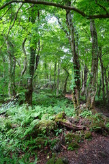 Fototapeta na wymiar mossy trees and rocks in wild forest