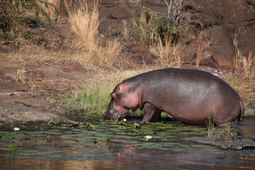 Flußpferd im Sweni River / Hippopotamus in Sweni River / Hippopotamus amphibius