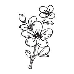 Japanese sakura flower. Cherry blossom flowers. Black and white doodle. Spring collection.
