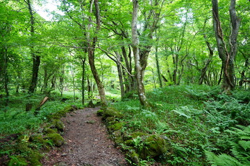 refreshing summer forest with fine path