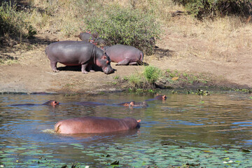Flußpferd im Sweni River / Hippopotamus in Sweni River / Hippopotamus amphibius