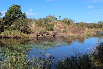 Flußpferd am Sweni River / Hippopotamus at Sweni River / Hippopotamus amphibius