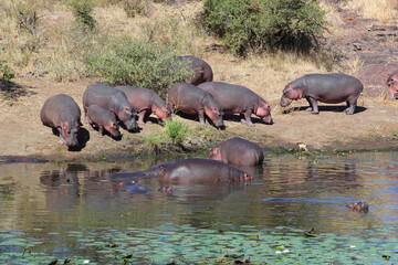 Flußpferd am Sweni River / Hippopotamus at Sweni River / Hippopotamus amphibius.