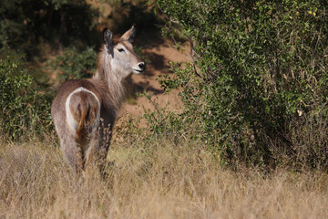 Wasserbock / Waterbuck / Kobus ellipsiprymnus