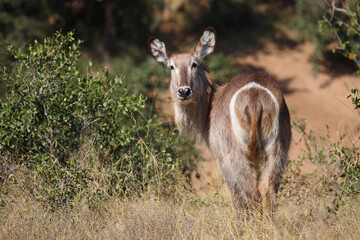 Wasserbock / Waterbuck / Kobus ellipsiprymnus