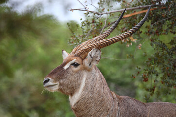Wasserbock / Waterbuck / Kobus ellipsiprymnus