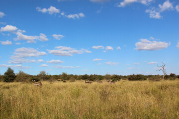 Obraz premium Wasserbock / Waterbuck / Kobus ellipsiprymnus