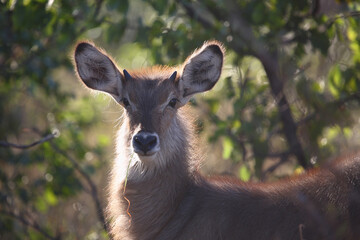 Wasserbock / Waterbuck / Kobus ellipsiprymnus..