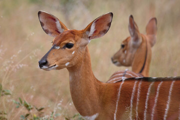 Nyala / Nyala / Tragelaphus angasii.