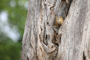 Ockerfu&szlig;buschh&ouml;rnchen / Tree squirrel / Paraxerus cepapi