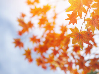 Fototapeta na wymiar Orange maple leaves over blue sky background.