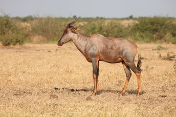 Leierantilope oder Halbmondantilope / Common tsessebe / Damaliscus lunatus