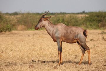 Fototapeta na wymiar Leierantilope oder Halbmondantilope / Common tsessebe / Damaliscus lunatus