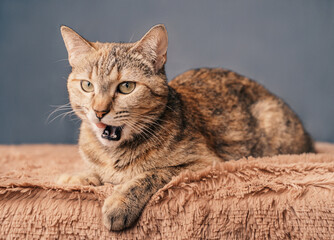 An adult tabby cat is lying on a blanket. The ginger cat licks her mouth and looks seriously at the camera. - 522690360