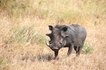 Fototapeta premium Warzenschwein / Warthog / Phacochoerus africanus