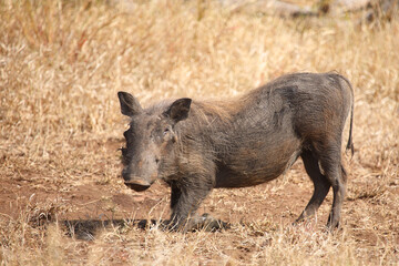 Warzenschwein / Warthog / Phacochoerus africanus