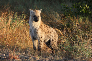 Tüpfelhyäne / Spotted hyaena / Crocuta crocuta...