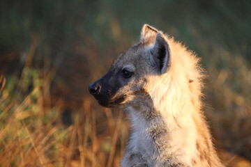 Tüpfelhyäne / Spotted hyaena / Crocuta crocuta...