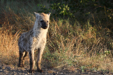 Fototapeta premium Tüpfelhyäne / Spotted hyaena / Crocuta crocuta...