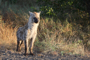 Fototapeta premium Tüpfelhyäne / Spotted hyaena / Crocuta crocuta...