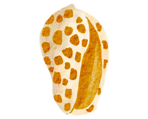 Seashell watercolor with transparent background