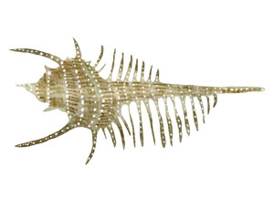 Seashell watercolor with transparent background