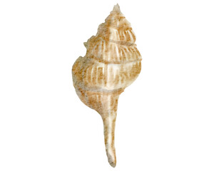 Seashell watercolor with transparent background