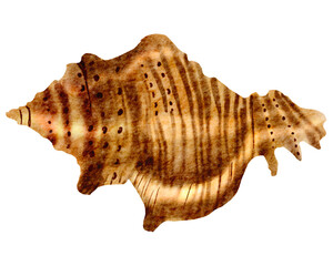 Seashell watercolor with transparent background