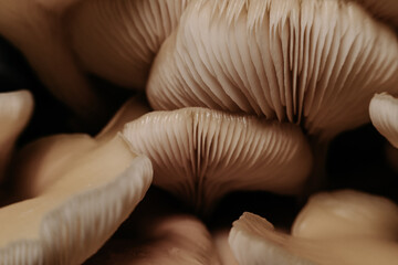 Fototapeta na wymiar culture de champignon sur un fond sombre