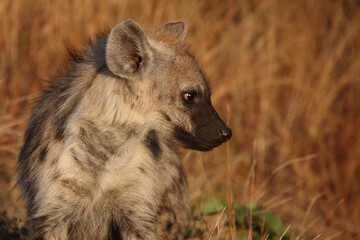 Tüpfelhyäne / Spotted hyaena / Crocuta crocuta...