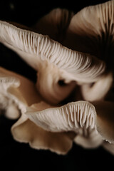 culture de champignon sur un fond sombre