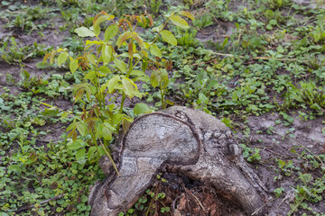 Young sprouts of walnut growing from the old stump