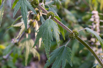 Part of the stem of motherwort on a blurred background