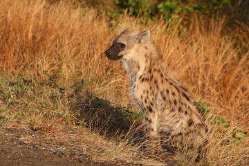 Tüpfelhyäne / Spotted hyaena / Crocuta crocuta...