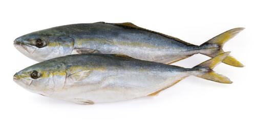 Two frozen carcasses of the yellowtail on a white background