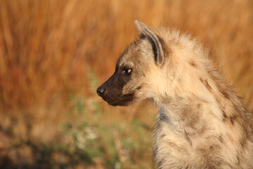 Tüpfelhyäne / Spotted hyaena / Crocuta crocuta...