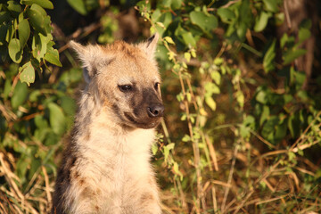Tüpfelhyäne / Spotted hyaena / Crocuta crocuta...