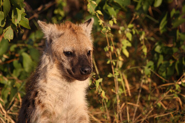 T&uuml;pfelhy&auml;ne / Spotted hyaena / Crocuta crocuta...