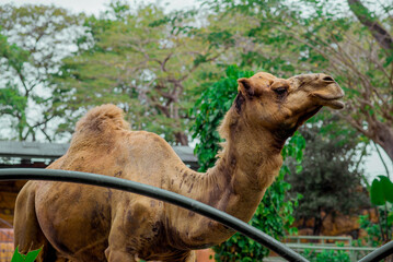 Camel. Portrait of a camel at the zooabu, africa, animal, arab, arabia, arabian, baby, barren, brown, camel, coat, colours, curious, daytime, desert, dhabi, domesticated, dromedary, dry, dune, east, e