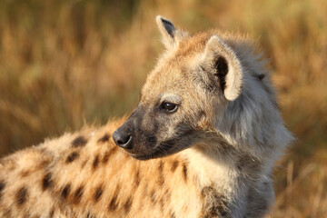 Tüpfelhyäne / Spotted hyaena / Crocuta crocuta...