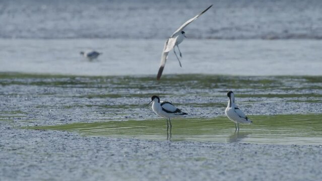 Kluut couple perch, rinse and clean white plumage in shallow muddy pond