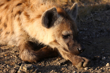 Tüpfelhyäne / Spotted hyaena / Crocuta crocuta...
