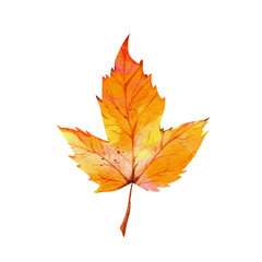 Naklejka na ściany i meble Watercolor autumn maple leaves illustration