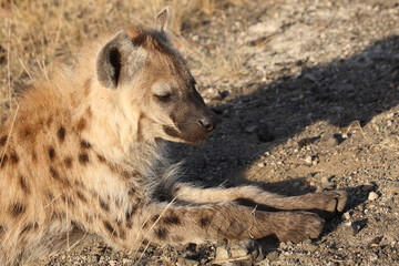 Tüpfelhyäne / Spotted hyaena / Crocuta crocuta...