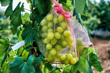 A bunch of grapes in a protective net - 522692385