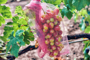 A bunch of grapes in a protective net - 522692387