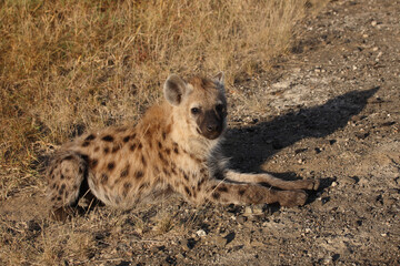 Tüpfelhyäne / Spotted hyaena / Crocuta crocuta...
