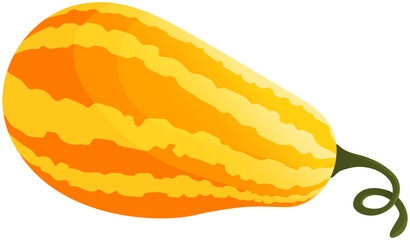 Pumpkin, herbaceous plant. Vegetable illustration for farm market menu. Healthy food design. Pumpkin autumn harvesting season. Fresh rounded vegetable, thanksgiving and halloween pear-shaped symbol